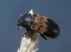 Dermestes lardarius Dermestes lardarius