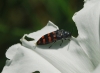 Acmaeodera pulchra (Fabricius, 1794)