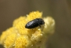 Acmaeoderella lanuginosa (Gyllenhal, 1817)