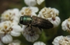 Anthaxia millefolii (Fabricius, 1801)