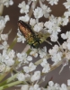 Anthaxia millefolii (Fabricius, 1801)