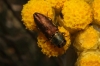 Anthaxia millefolii (Fabricius, 1801) ; ssp. polychloros