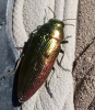 Eurythyrea micans (Fabricius, 1792)