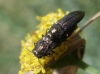 Meliboeus santolinae (Abeille, 1894)