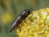Meliboeus santolinae (Abeille, 1894)