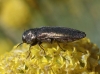 Meliboeus santolinae (Abeille, 1894)