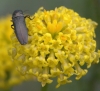 Meliboeus santolinae (Abeille, 1894)