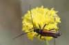 A identificar