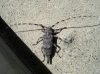 Acanthocinus aedilis Acanthocinus aedilis