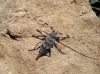 Acanthocinus aedilis Acanthocinus aedilis