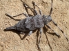 Acanthocinus aedilis
