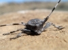 Acanthocinus aedilis Acanthocinus aedilis