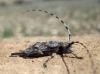 Acanthocinus aedilis Acanthocinus aedilis