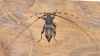 Acanthocinus griseus (Fabricius, 1792)