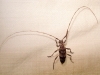 Acanthocinus hispanicus Sama & Schurmann, 1979