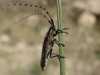Agapanthia asphodeli