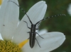 Agapanthia cardui/suturalis Agapanthia cardui/suturalis
