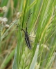 Agapanthia cardui/suturalis Agapanthia cardui/suturalis