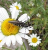 Agapanthia cardui/suturalis Agapanthia cardui/suturalis
