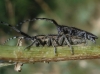 Agapanthia cardui/suturalis Agapanthia cardui/suturalis