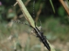 Agapanthia cardui/suturalis Agapanthia cardui/suturalis