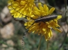 Agapanthia cardui/suturalis Agapanthia cardui/suturalis