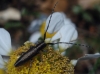 Agapanthia cardui/suturalis Agapanthia cardui/suturalis
