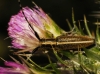 Agapanthia cardui/suturalis Agapanthia cardui/suturalis