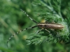 Agapanthia cardui/suturalis Agapanthia cardui/suturalis