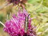 Agapanthia cardui/suturalis