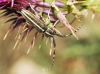 Agapanthia cardui/suturalis
