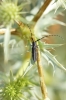 Agapanthia cardui/suturalis Agapanthia cardui/suturalis