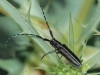 Agapanthia cardui/suturalis Agapanthia cardui/suturalis