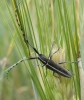 Agapanthia cardui/suturalis
