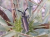 Agapanthia cardui/suturalis Agapanthia cardui/suturalis