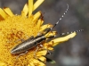 Agapanthia cardui/suturalis Agapanthia cardui/suturalis