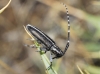 Agapanthia cardui/suturalis Agapanthia cardui/suturalis