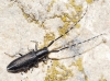Agapanthia cardui/suturalis Agapanthia cardui/suturalis