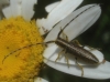 Agapanthia cardui/suturalis Agapanthia cardui/suturalis