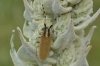 Agapanthia kirbyi (Gyllenhal, 1817)
