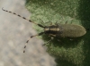 Agapanthia kirbyi (Gyllenhal, 1817)