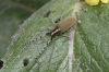 Agapanthia kirbyi (Gyllenhal, 1817)