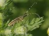 Agapanthia cardui/suturalis Agapanthia cardui/suturalis