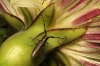 Agapanthia cardui/suturalis Agapanthia cardui/suturalis