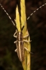 Agapanthia cardui/suturalis