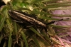 Agapanthia cardui/suturalis Agapanthia cardui/suturalis