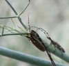 Agapanthia dahli (Richter, 1821)