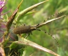 Agapanthia dahli (Richter, 1821)