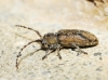 Albana m-griseum Albana m-griseum