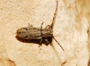 Albana m-griseum